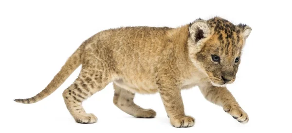 侧视图的狮子幼崽 prowling,16 天老, 孤立的白色 — 图库照片