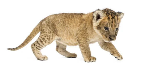 Side view of a Lion cub prowling, 16 days old, isolated on white — стоковое фото