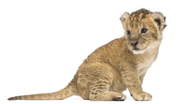 Zijaanzicht van een leeuw cub zitten, terugkijken, 16 dagen oud, — Stockfoto