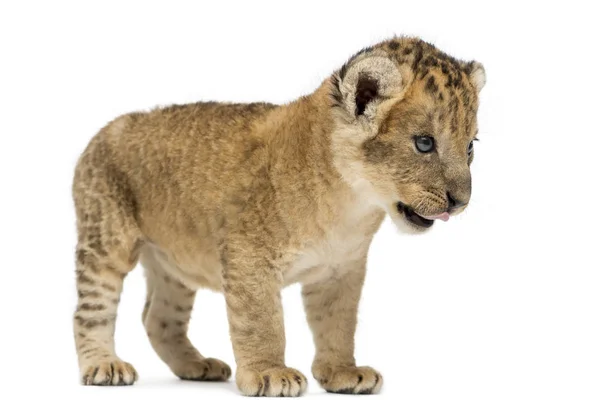 Löwenjunges stehend, leckend, 16 Tage alt, isoliert auf weiß — Stockfoto