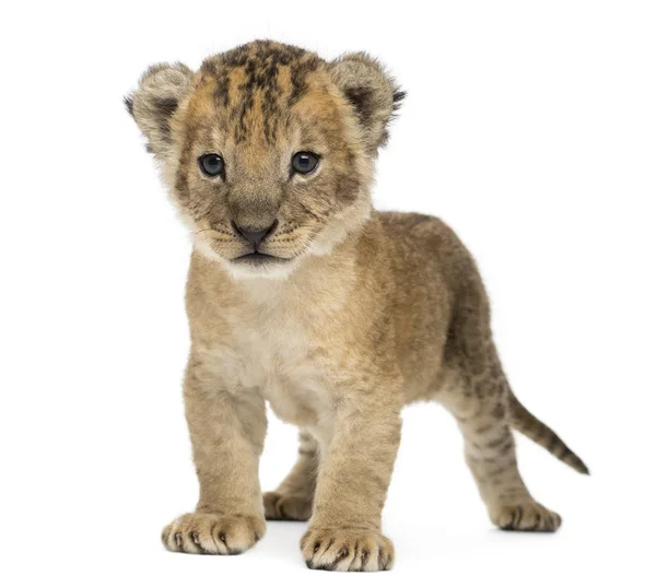 狮子幼崽站立, 16 天老, 被隔绝在白色 — 图库照片