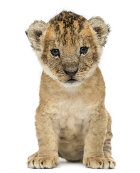 Filhote de leão, 4 semanas, isolado em branco — Fotografia de Stock