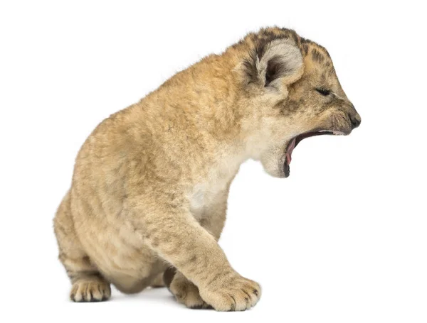 Lion cub, zittend en brullende, geïsoleerd op wit — Stockfoto