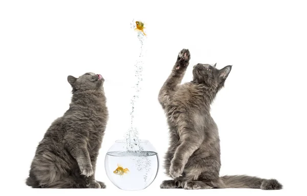 İki İngiliz kedilerinin oturma ve bir balık ju, gıpta ile seyir — Stok fotoğraf