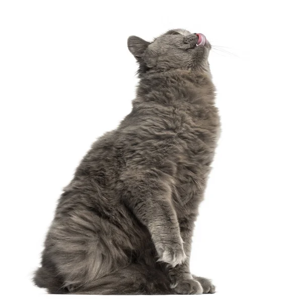 Side view of a British Longhair sitting, looking up, licking, is — Stock Photo, Image