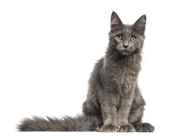 座っているメインクーン子猫のフロント ビューは、4 ヶ月の分離します。 — ストック写真