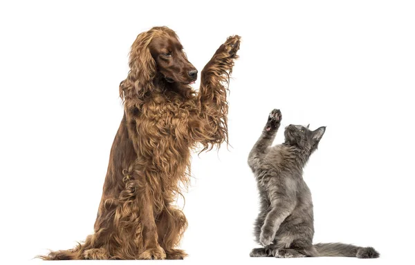 Irlandés setter y Maine Coon gatito high-fiving — Foto de Stock