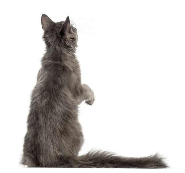 Rear view of a Maine Coon kitten on hind legs, pawing up, 4 mont — Stock Photo, Image