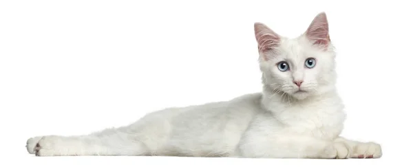 Side view of a Main coon kitten lying, 4 months, isolated on whi — Stock Photo, Image