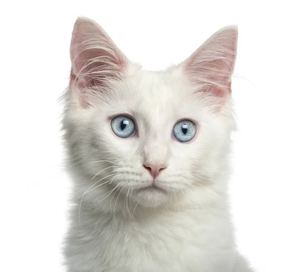 Γκρο πλαν, ένα Main coon γατάκι, 4 μηνών, απομονώνονται σε λευκό — Φωτογραφία Αρχείου