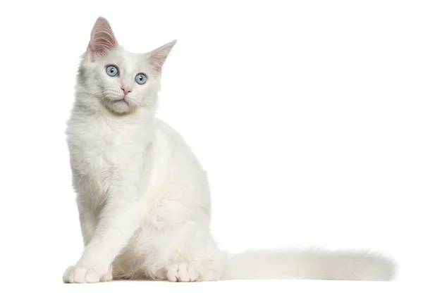 stock image Main coon kitten sitting, 4 months, isolated on white