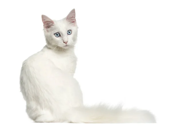 Vista trasera de un gatito coon principal sentado, mirando hacia atrás, 4 meses —  Fotos de Stock