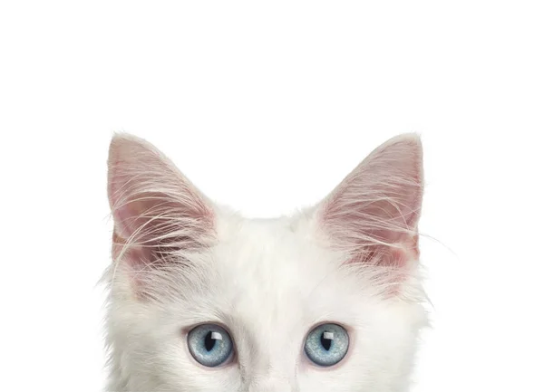 Close-up of a Main coon kitten's top of head, 4 months, isolated — Stock Photo, Image