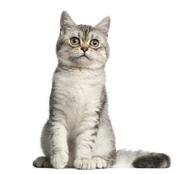 Front view of a British Shorthair kitten, sitting, 4 months old, — Stock Photo, Image