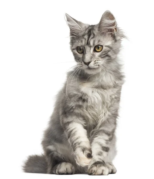 Vista frontal de un gatito Maine Coon sentado, 4 meses de edad, aislado —  Fotos de Stock