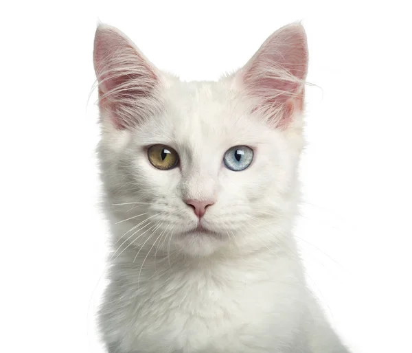Primer plano de un gatito coon principal con ojos de pared, 4 meses, aislar — Foto de Stock