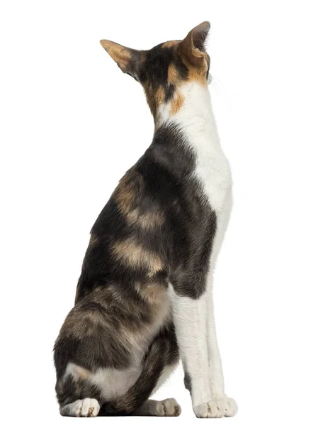 Side view of an Oriental Shorthair, sitting, isoalted on white — Stock Photo, Image