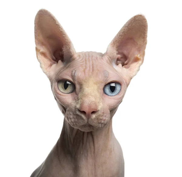 Close-up of a Sphynx looking at the camera, with wall eyes, 4 ye — Stock Photo, Image