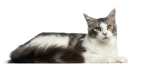 Side view of a Maine Coon lying down, 8 months old, isolated on — Stock Photo, Image