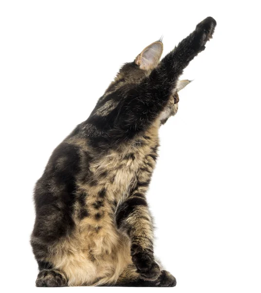 Maine Coon gatinho em patas traseiras, pata para cima, 4 meses, isolado — Fotografia de Stock