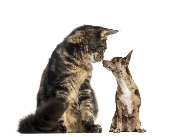 Maine Coon kitten sitting and sniffing a chihuhua — Stock Photo, Image