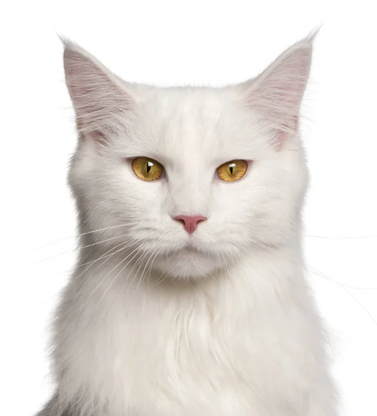 Maine Coon cat, 8 months old, portrait in front of white background Royalty Free Stock Photos