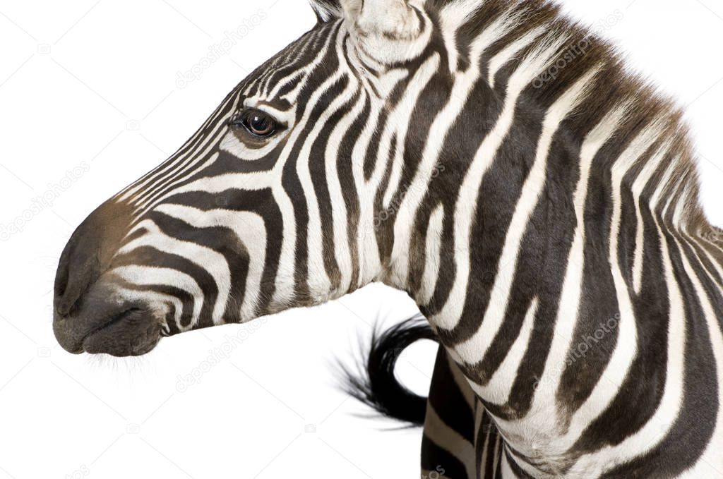 Zebra (4 years)