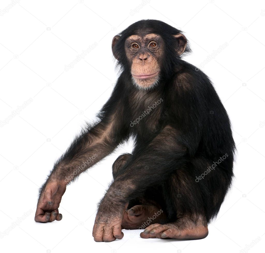 Young Chimpanzee, Simia troglodytes, 5 years old, sitting in fro