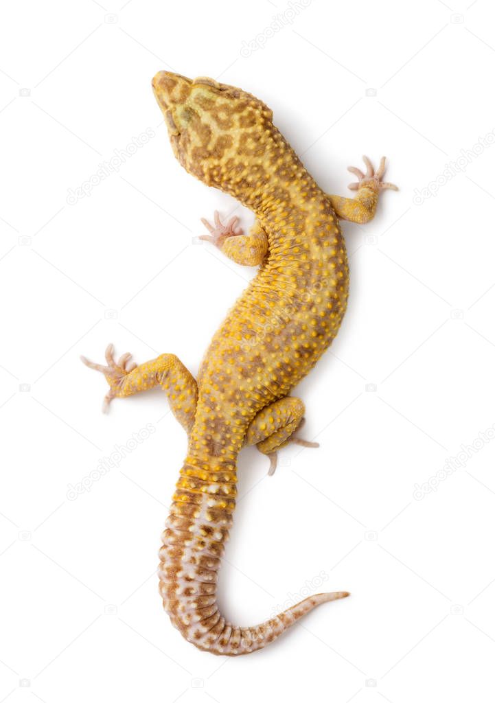 Leopard gecko, Eublepharis macularius, against white background