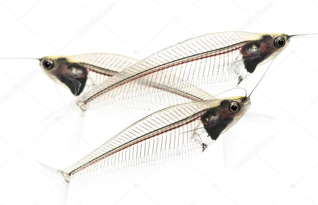Side view of three Ghost catfish, Kryptopterus minor, isolated o