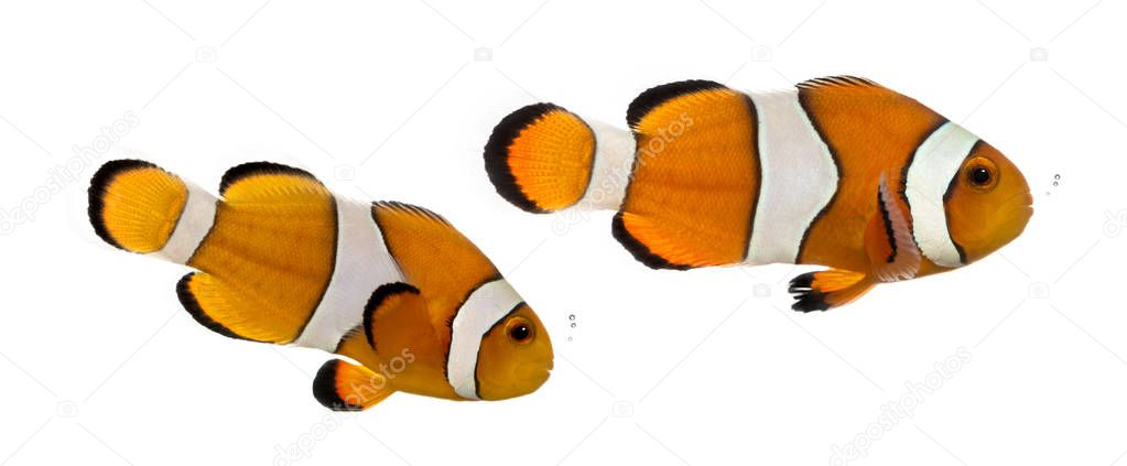 Two bubbling Ocellaris clownfish, Amphiprion ocellaris, isolated