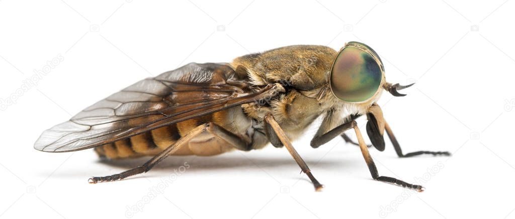 Side view of a Horsefly, Tabanus, isolated on white