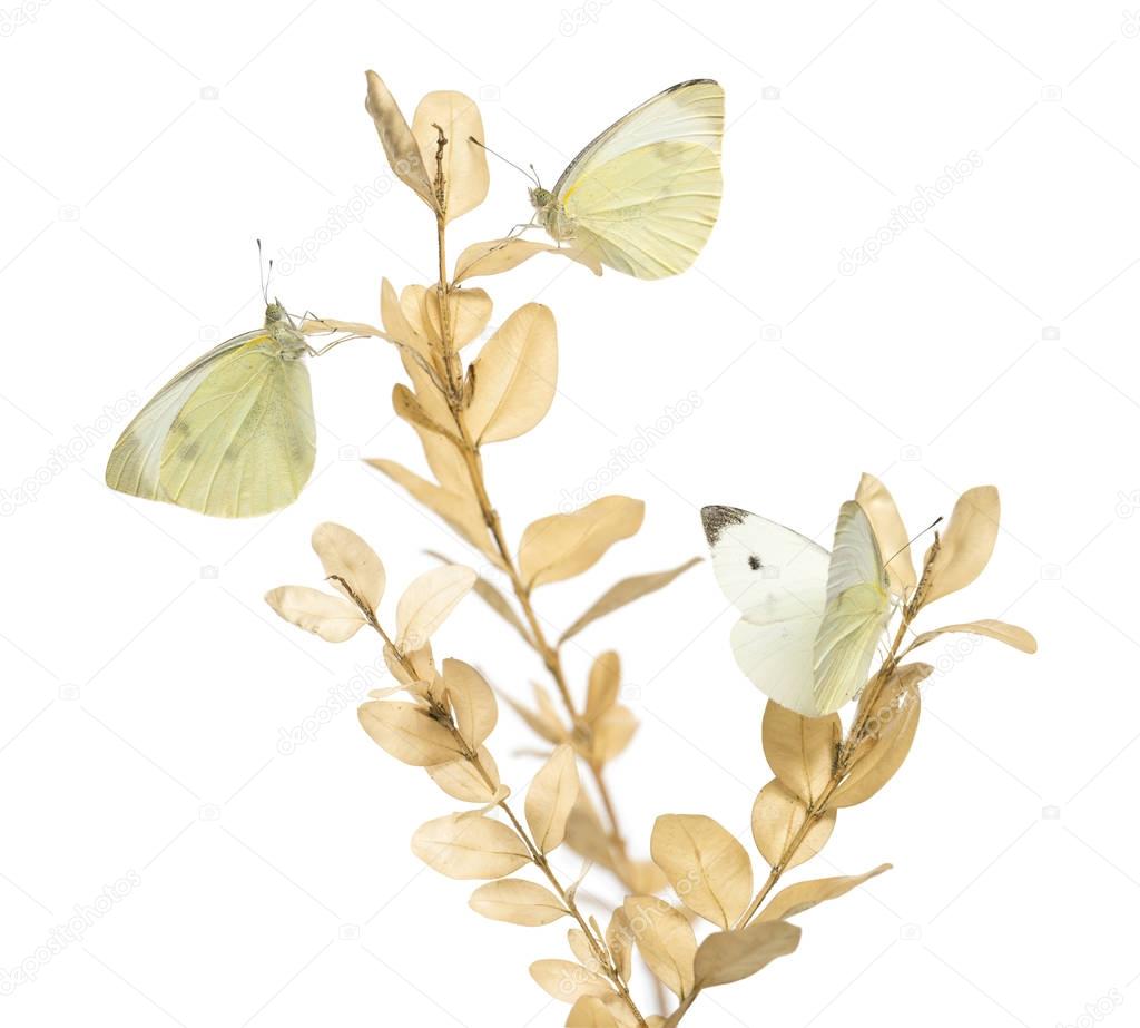 Small White butterflies landed on a plant, Colias philodice, iso