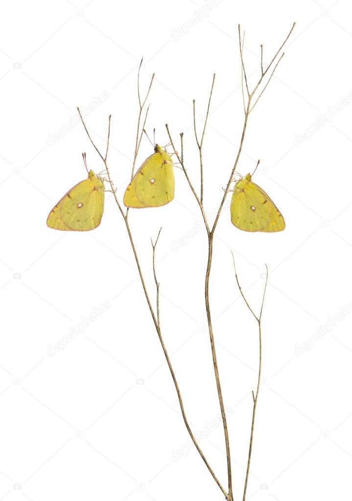 Clouded Sulphur butterflies landed on a thin branch, Colias phil