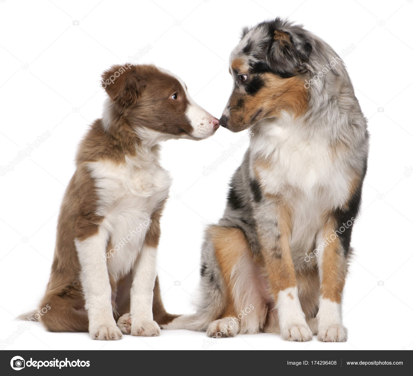 Border Collie Puppy And Australian Shepherd Puppy Interacting In Front Of White Background Stock Photo Image By C Lifeonwhite