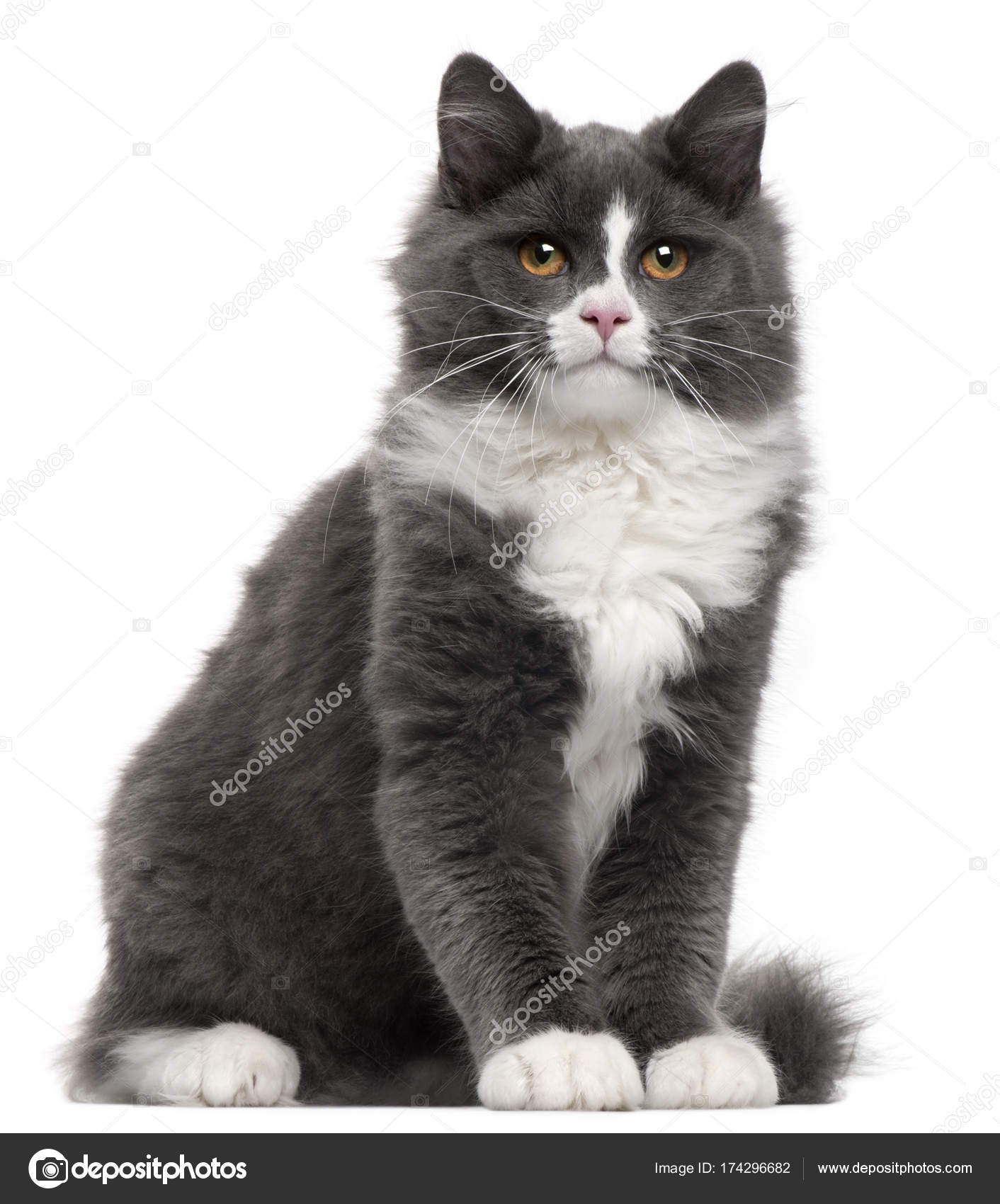 Chat Gris Et Blanc 5 Mois Assis Devant Le Dos Blanc Image Libre De Droit Par Lifeonwhite C