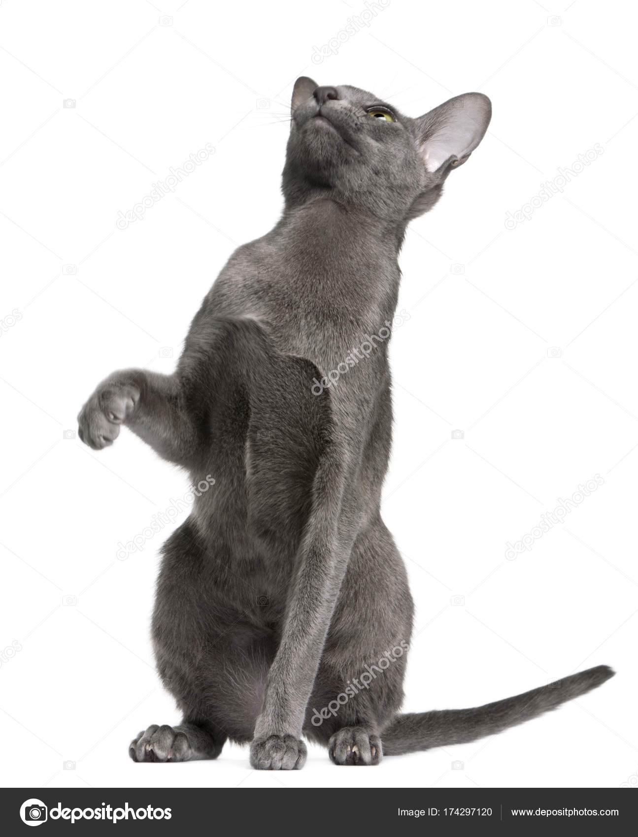 Oriental Shorthair Cat 10 Months Old Looking Up In Front Of