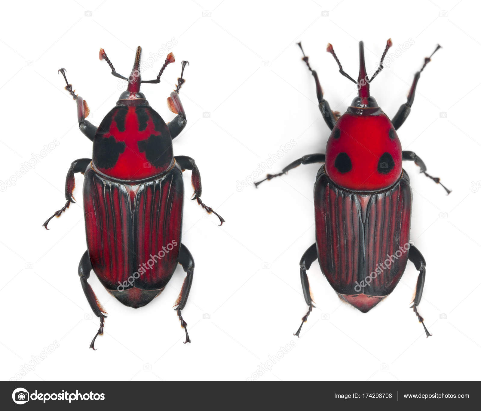 Male and Female Red palm weevil, Rhynchophorus ferrugineus, 3 ...