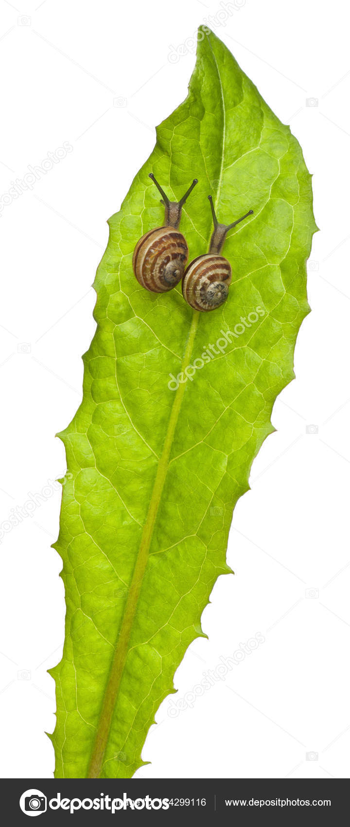 Two White Garden Snails Or Mediterranean Snail Theba Pisana In Front Of White Background Stock Photo C Lifeonwhite