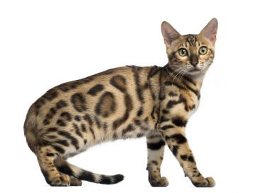 A Bengal yavru kedi, 4 aylık yan görünüm, izole üzerinde beyaz