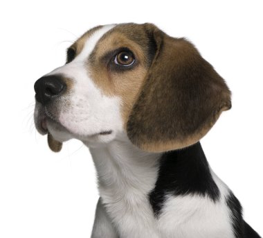 Beagle yavru, 4 ay yaşlı, beyaz arka plan