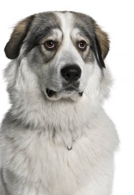 Pyrenean Mountain Dog, known as the Great Pyrenees, 8 months old, sitting in front of white background clipart