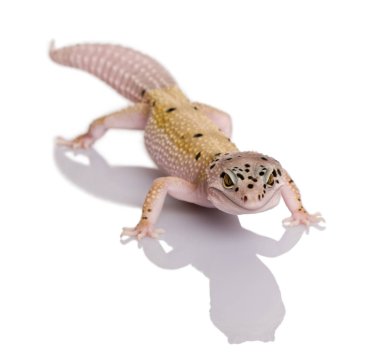 Bell albino cıvata şerit leopar gecko, beyaz arka plan eublepharis macularius