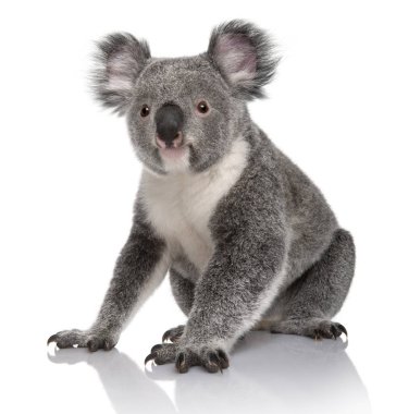 Genç koala, phascolarctos cinereus, 14 aylık, beyaz arka plan oturuyor.
