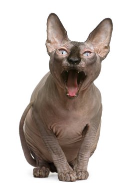 Sphynx kedi, 1 yaşında, beyaz arka plan önünde esneme