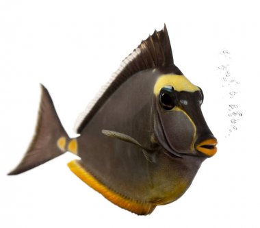 Orangespine unicornfish, beyaz backg önünde Naso lituratus