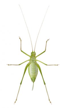 Kadın benekli bush-kriket, Leptophyes punctatissima, beyaz arka plan önünde