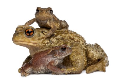 Mother Common toad and her babies, bufo bufo, in front of white  clipart