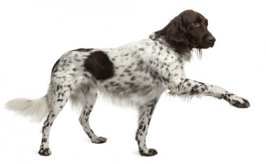 Küçük Munster beyaz ba önünde duran Lander, 3 yaşında