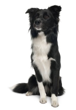 Border Collie, 8 ay yaşlı, beyaz adam önünde oturan
